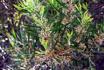 Fotografia da espécie Acacia longifolia