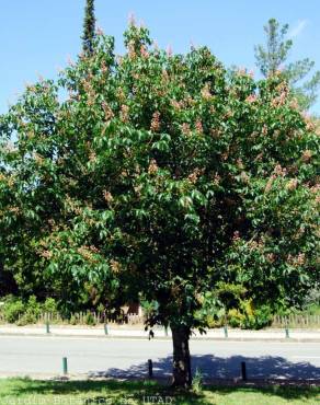 Fotografia 2 da espécie Aesculus x carnea no Jardim Botânico UTAD