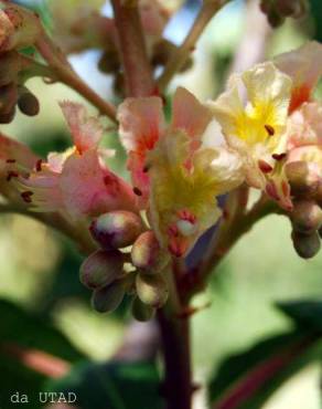 Fotografia 3 da espécie Aesculus x carnea no Jardim Botânico UTAD