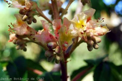 Fotografia da espécie Aesculus x carnea