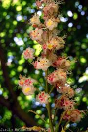 Fotografia da espécie Aesculus x carnea