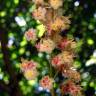 Fotografia 4 da espécie Aesculus x carnea do Jardim Botânico UTAD