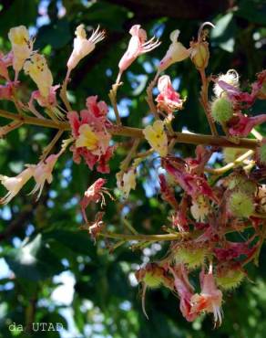 Fotografia 5 da espécie Aesculus x carnea no Jardim Botânico UTAD