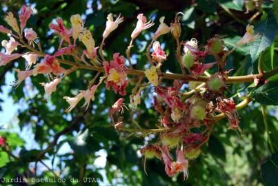 Fotografia da espécie Aesculus x carnea