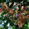 Fotografia 5 da espécie Aesculus x carnea do Jardim Botânico UTAD