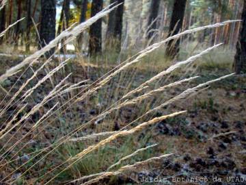 Fotografia da espécie Agrostis curtisii