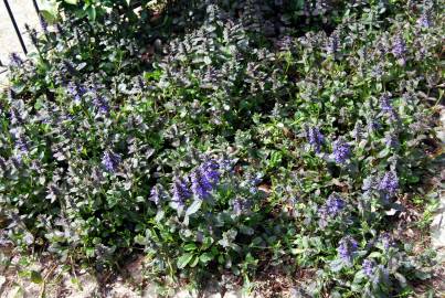 Fotografia da espécie Ajuga reptans