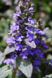 Fotografia da espécie Ajuga reptans