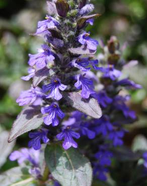 Fotografia 1 da espécie Ajuga reptans no Jardim Botânico UTAD