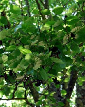 Fotografia 3 da espécie Alnus cordata no Jardim Botânico UTAD