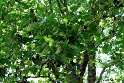 Fotografia da espécie Alnus cordata