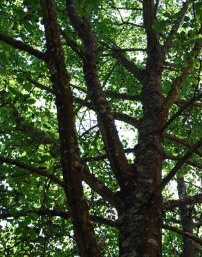 Fotografia 4 da espécie Alnus cordata no Jardim Botânico UTAD