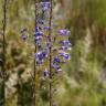 Fotografia 4 da espécie Anarrhinum longipedicellatum do Jardim Botânico UTAD