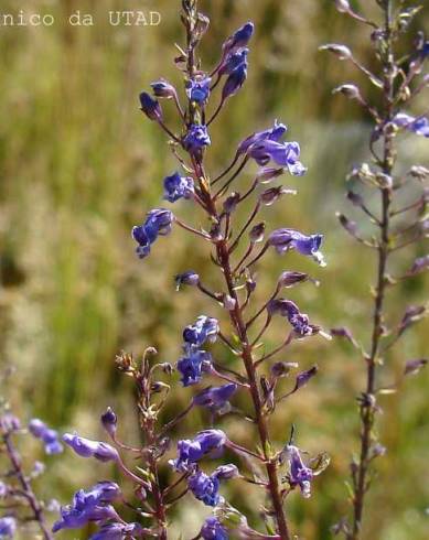 Fotografia de capa Anarrhinum longipedicellatum - do Jardim Botânico