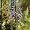 Fotografia 5 da espécie Anarrhinum longipedicellatum do Jardim Botânico UTAD