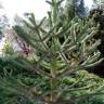 Fotografia 1 da espécie Araucaria araucana do Jardim Botânico UTAD