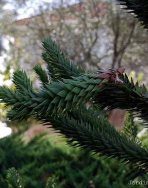 Fotografia 2 da espécie Araucaria araucana no Jardim Botânico UTAD