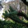 Fotografia 2 da espécie Araucaria araucana do Jardim Botânico UTAD