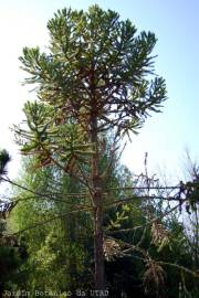 Fotografia da espécie Araucaria bidwillii