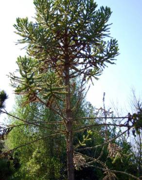 Fotografia 2 da espécie Araucaria bidwillii no Jardim Botânico UTAD