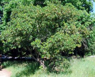 Fotografia da espécie Arbutus unedo