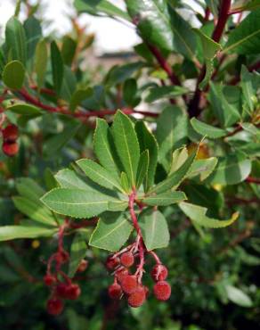 Fotografia 3 da espécie Arbutus unedo no Jardim Botânico UTAD