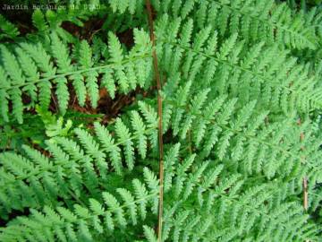 Fotografia da espécie Athyrium filix-femina