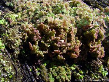 Fotografia da espécie Azolla caroliniana