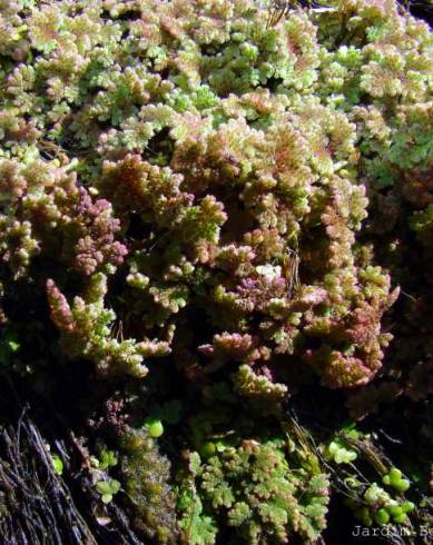 Fotografia de capa Azolla caroliniana - do Jardim Botânico