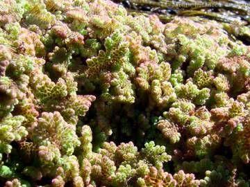 Fotografia da espécie Azolla caroliniana