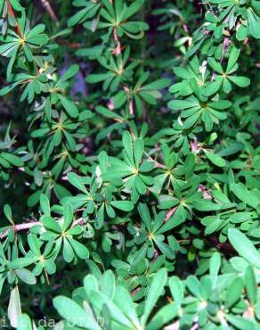 Fotografia 3 da espécie Berberis vulgaris no Jardim Botânico UTAD