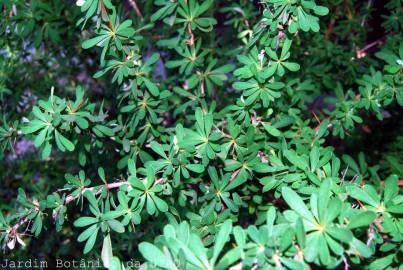 Fotografia da espécie Berberis vulgaris