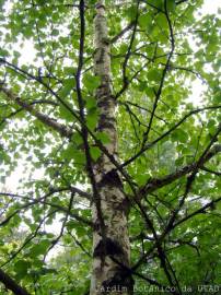 Fotografia da espécie Betula pubescens var. glabrata