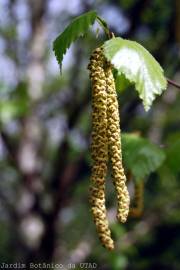 Fotografia da espécie Betula pubescens var. glabrata