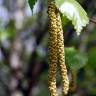 Fotografia 4 da espécie Betula pubescens var. glabrata do Jardim Botânico UTAD