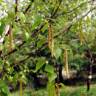 Fotografia 5 da espécie Betula pubescens var. glabrata do Jardim Botânico UTAD