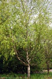 Fotografia da espécie Betula pubescens var. glabrata