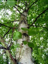 Fotografia da espécie Betula pubescens var. glabrata