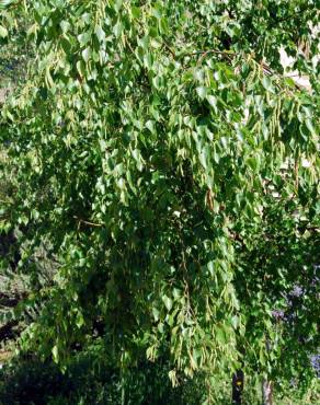 Fotografia 9 da espécie Betula pubescens var. glabrata no Jardim Botânico UTAD