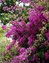 Bougainvillea glabra