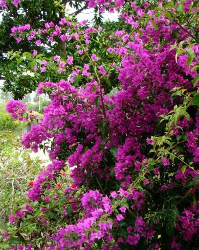 Fotografia de capa Bougainvillea glabra - do Jardim Botânico