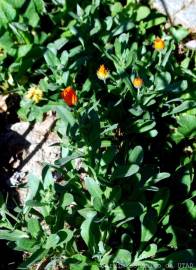 Fotografia da espécie Calendula officinalis