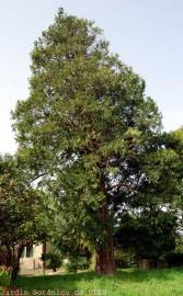 Fotografia da espécie Calocedrus decurrens