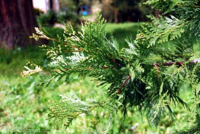 Fotografia da espécie Calocedrus decurrens