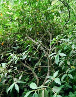 Fotografia 2 da espécie Camellia reticulata no Jardim Botânico UTAD