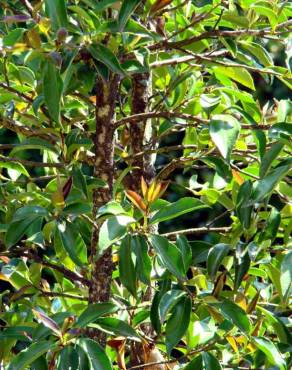 Fotografia 4 da espécie Camellia sasanqua no Jardim Botânico UTAD
