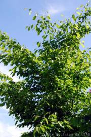 Fotografia da espécie Carpinus betulus