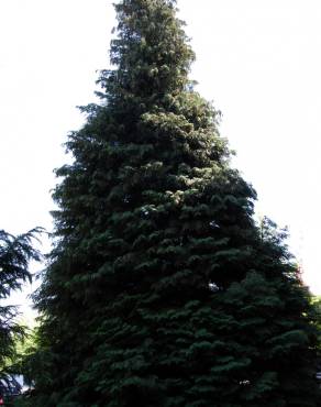 Fotografia 3 da espécie Chamaecyparis lawsoniana no Jardim Botânico UTAD