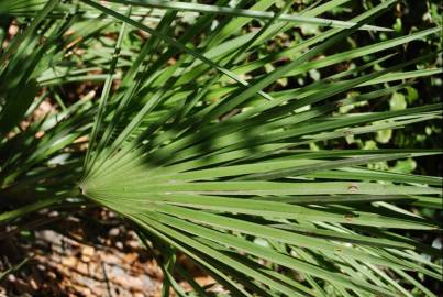 Fotografia da espécie Chamaerops humilis