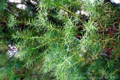 Fotografia da espécie Cryptomeria japonica